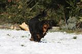 CAVALIER KING CHARLES 497